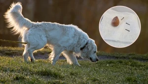 Ktoś wkłada gwoździe do smaczków. Policja z Oświęcimia apeluje do mieszkańców