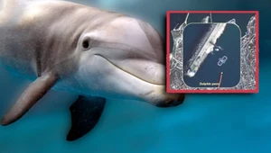 Rosja wysłała dwa razy więcej delfinów do obrony bazy na Krymie