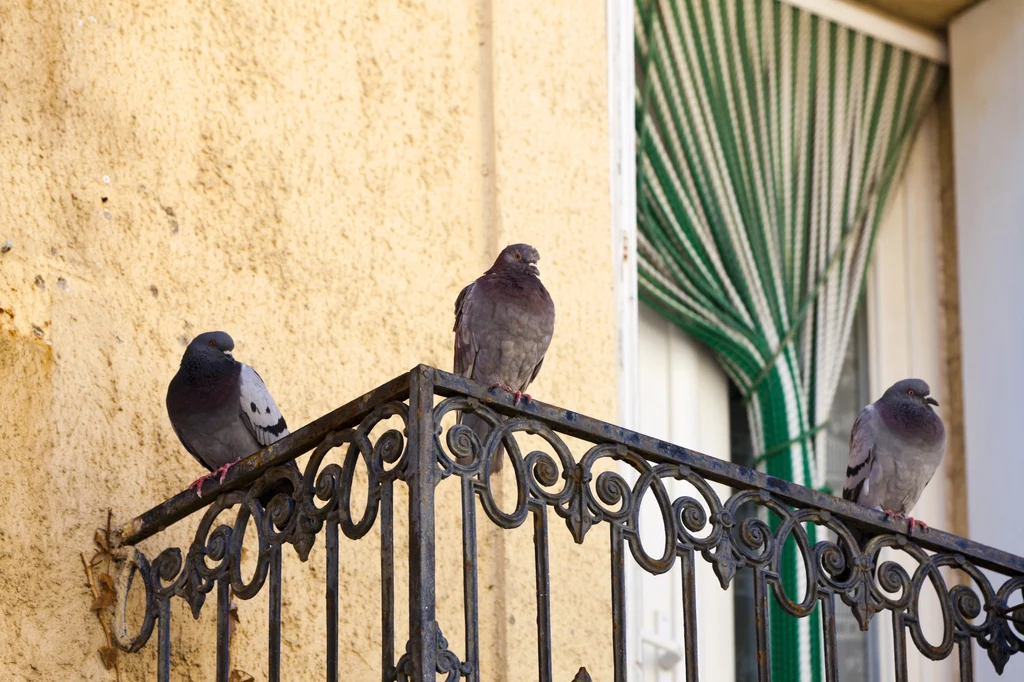 Jak odgonić gołębie z balkonu?