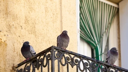 Jak pozbyć się gołębi z balkonu?