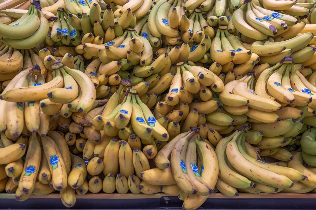 Pająk bananowiec może być ukryty w skrzynkach lub kartonach z bananami.