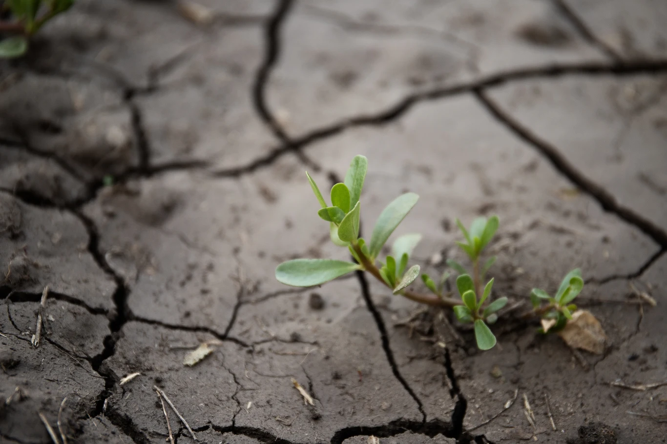 Nowe badania pokazały, że rośliny, które cierpią z powodu braku wody, wydają znacznie więcej dźwięków, niż te, którym zapewniono optymalne warunki