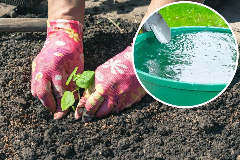 Posadź w ogrodzie. Pomogą ci oszczędzać wodę