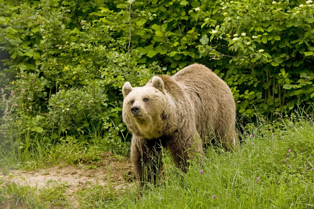 Rumuńscy przyrodnicy i obrońcy zwierząt potępiają wydany właśnie nakaz zmniejszenia populacji karpackich niedźwiedzi