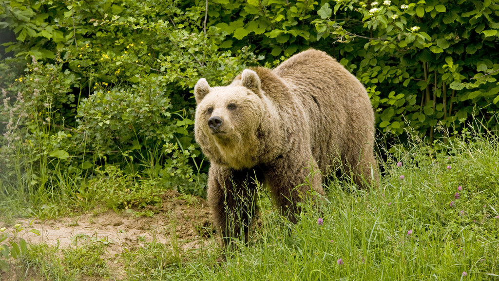 Niedźwiedzie stanowią w tym problem wyjątkowy problem w Bieszczadach. Ze względu na niewielką ilość pokarmu w lesie, coraz śmielej podchodzą do osad ludzkich. 