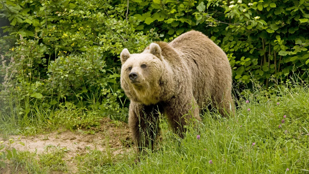 Niedźwiedzie stanowią w tym problem wyjątkowy problem w Bieszczadach. Ze względu na niewielką ilość pokarmu w lesie, coraz śmielej podchodzą do osad ludzkich. 
