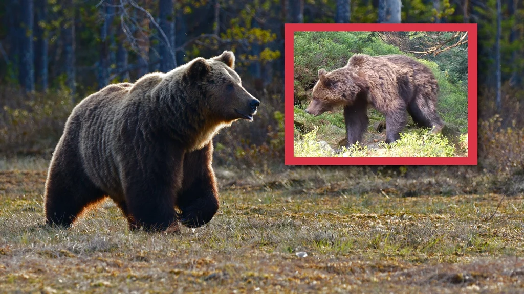 Na Babiej Górze fotopułapka uchwyciła niedźwiedzia brunatnego. Zwierzę kuleje na tylną łapę, ale poza tym jest zdrowe