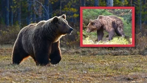 Niedźwiedź na Babiej Górze. Zwierzę kuleje na tylną łapę