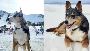 Nie żyje psi aktor znany z gry Red Dead Redemption 2