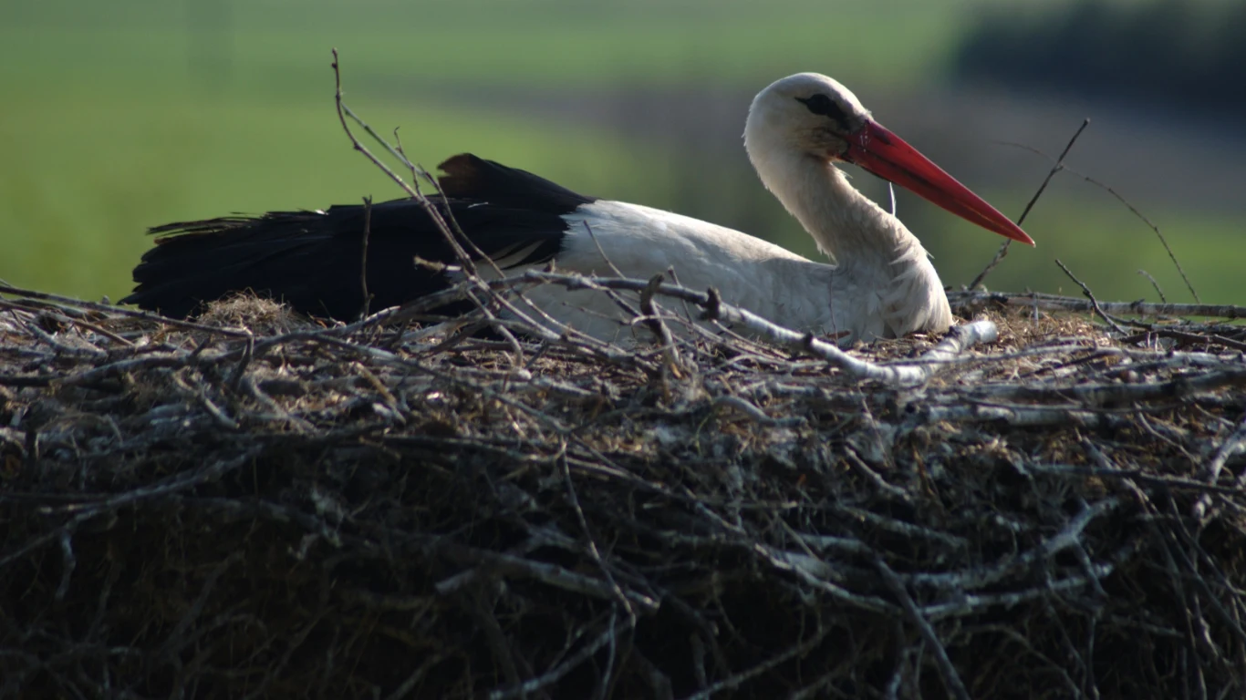 Skutki zmian klimatu dotykają m.in. polskich bocianów. Przyrodnicy zwracają uwagę, że ze względu na suszę coraz więcej par wyrzuca młode z gniazd