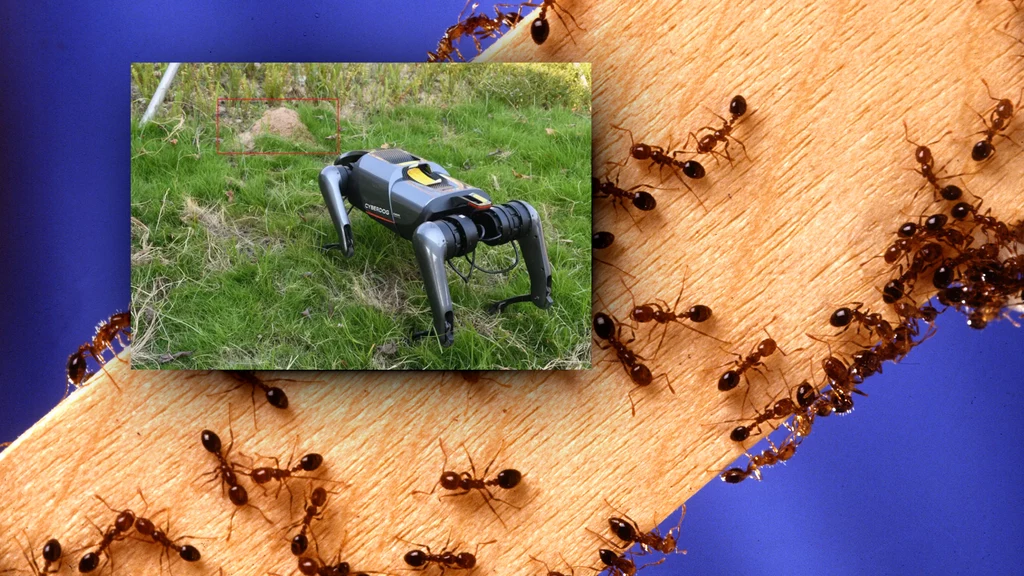 Naukowcy z Chin stworzyli robota-psa, który tropi ogniste mrówki, umożliwiając skuteczną identyfikację tego inwazyjnego gatunku w naturze