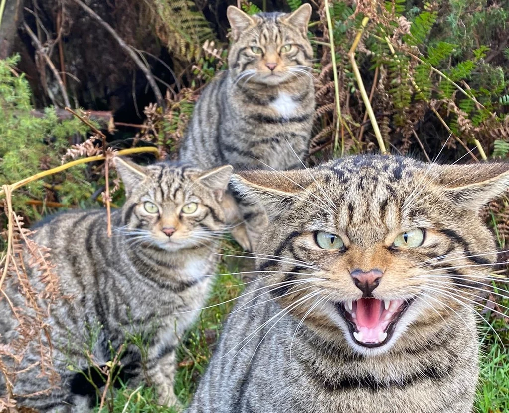 Przyrodnicy w Szkocji wypuścili na wolność 22 żbiki urodzone w zamknięciu. Dzikie koty mają pomóc w odrodzeniu krajowej populacji, która jest blisko wyginięcia
