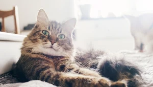 10 najciekawszych faktów o kotach. Jeden z nich został burmistrzem