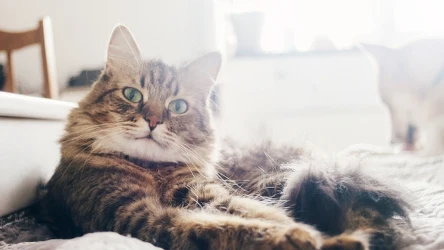 Koty po jedne z ulubionych zwierząt domowych Polaków. Okazuje się jednak, że kryją wiele tajemnic