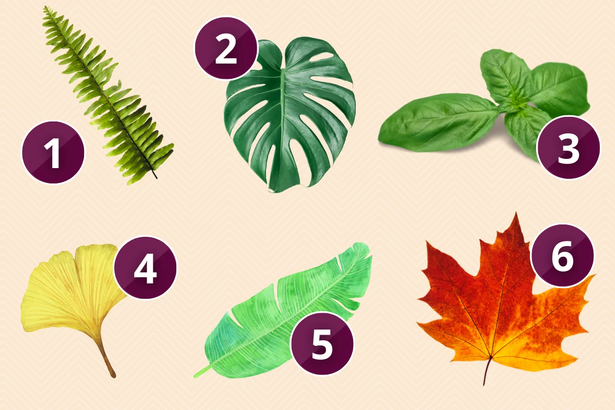 Który z prezentowanych liści do ciebie przemawia? Który z prezentowanych liści do ciebie przemawia?