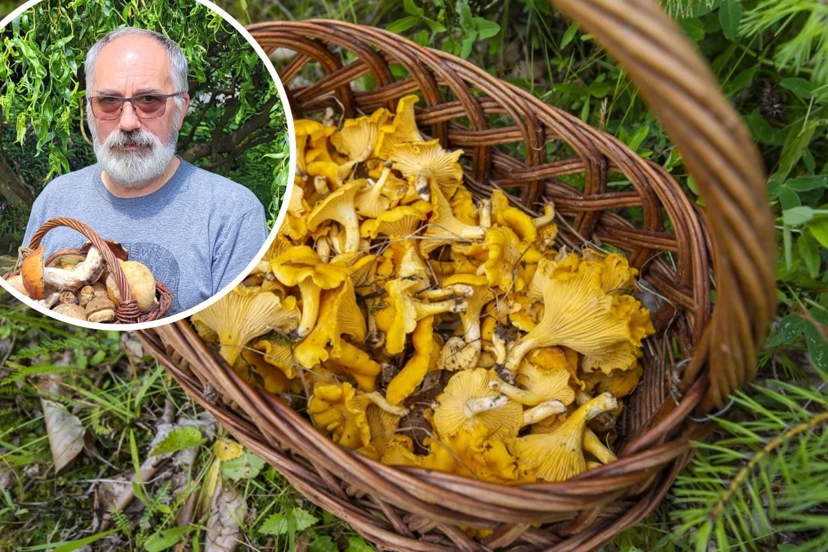 Wiesław Kamiński, grzyboznawca i autor popularnej strony NaGrzyby.pl wskazał, gdzie w czerwcu możemy szukać kurek Wiesław Kamiński, grzyboznawca i autor popularnej strony NaGrzyby.pl wskazał, gdzie w czerwcu możemy szukać kurek