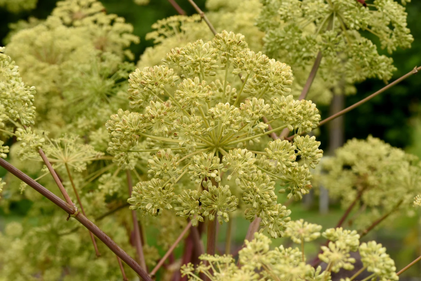 Arcydzięgiel Litwor wpływa pozytywnie na cały organizm. Należy jednak pamiętać, że nie można go zbierać samodzielnie, ponieważ roślina znajduje się pod ochroną.