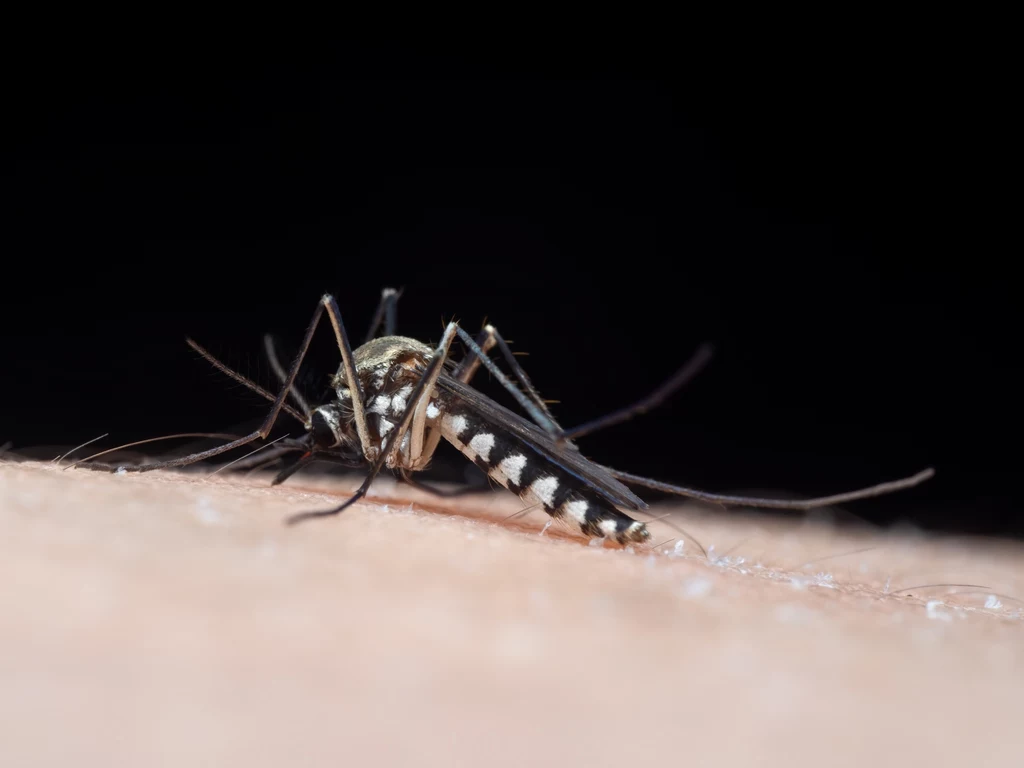Komary tygrysie mogą wywołać wiele innych tropikalnych chorób