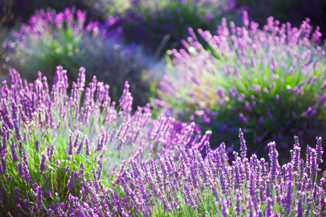 Przycinanie lawendy krócej na skrajnych częściach sprawia, że roślina ma ładny kształt Przycinanie lawendy krócej na skrajnych częściach sprawia, że roślina ma ładny kształt