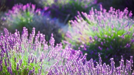 Nie wiesz kiedy wysiać lawendę? Trzymaj się tego terminu