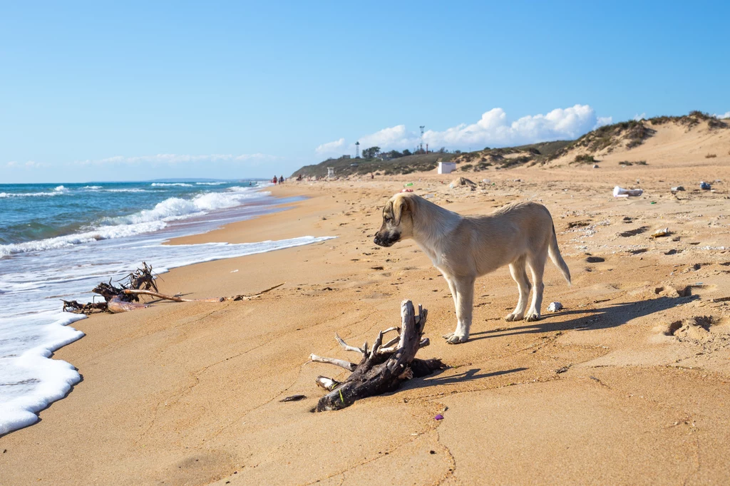 Odchody psów pozostawiane na plażach przez nieodpowiedzialnych właścicieli stanowią duży problem 