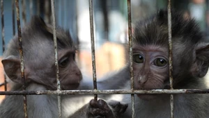 Międzynarodowy gang torturował małpy na żywo. Internauci płacili za filmy