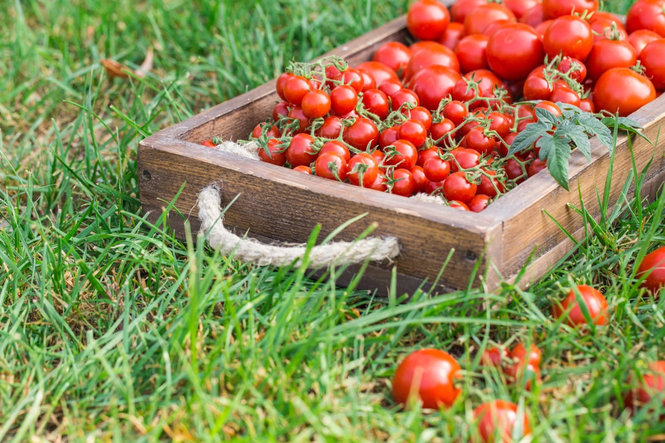 Jeżeli nie smakuje nam sok z czystych pomidorów, możemy także połączyć je z innymi warzywami i ziołami