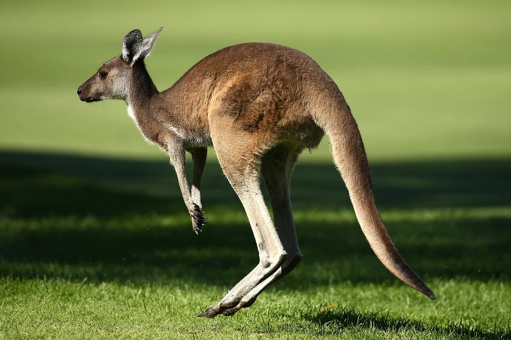 Choć wszyscy kojarzymy kangury z charakterystycznym skakaniem, to okazuje się, że dla jest to dla tych zwierząt stosunkowo nowa umiejętność