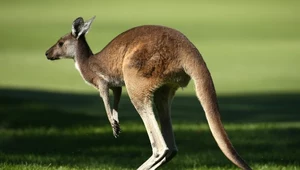 Kangury nie zawsze skakały. Zaskakujące odkrycie naukowców