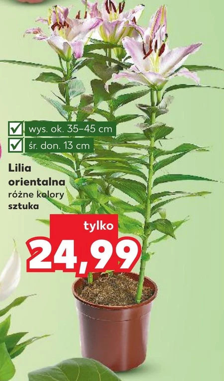 Ліліє