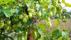 Chmiel zwyczajny – naturalny sposób na bezsenność i napięcie