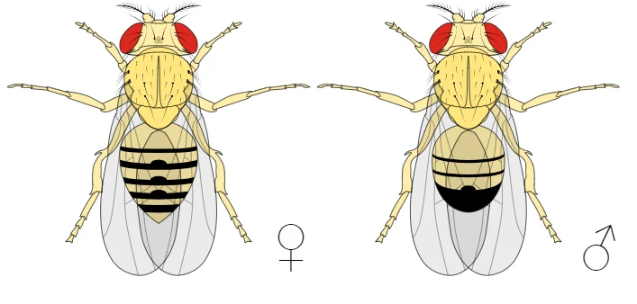 Porównanie wyglądu samic i samców muszek owocówek. Porównanie wyglądu samic i samców muszek owocówek.