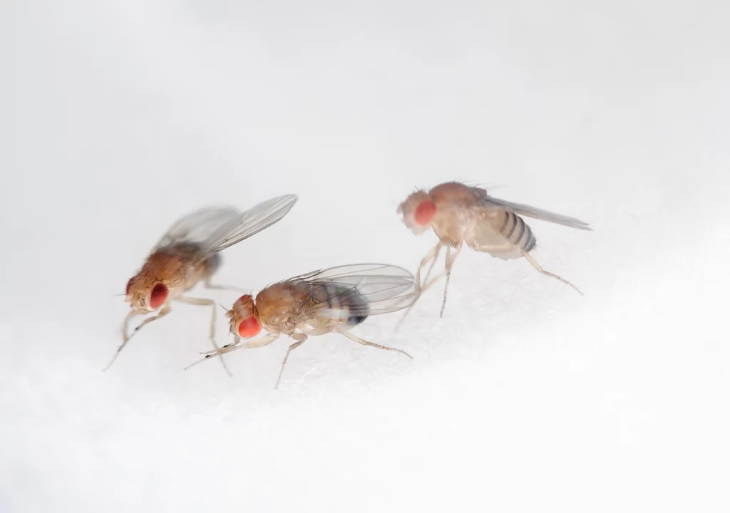 Muszki owocówki (Drosophila melanogaster) znamy przede wszystkim z kuchni. Mało kto wie, że te małe owady już 100 lat temu pozwalały nam poznawać tajniki genetyki.