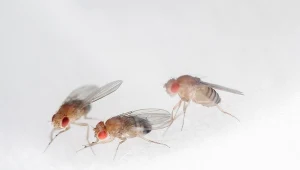 Muszki owocówki (Drosophila melanogaster) znamy przede wszystkim z kuchni. Mało kto wie, że te małe owady już 100 lat temu pozwalały nam poznawać tajniki genetyki.