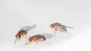 Muszki owocówki (Drosophila melanogaster) znamy przede wszystkim z kuchni. Mało kto wie, że te małe owady już 100 lat temu pozwalały nam poznawać tajniki genetyki.
