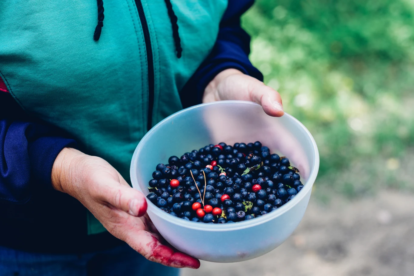 Rejestracja nie jest konieczne w przypadku zbiorów leśnych owoców na własne potrzeby 