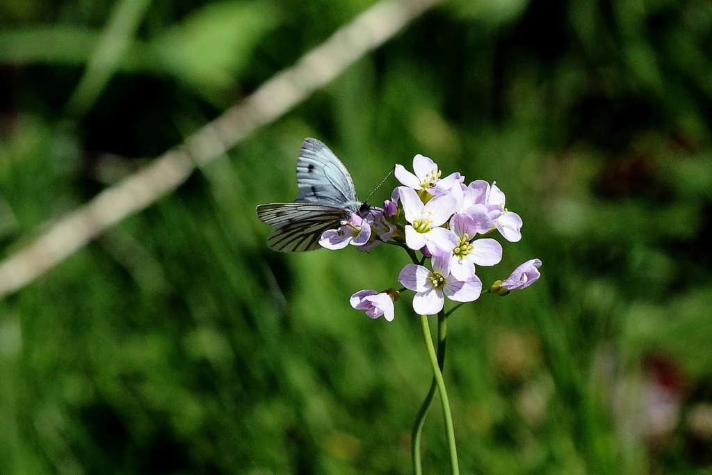 Łąka kwietna przyciąga zwiększające bioróżnorodność i cieszące oko zapylacze, np. motyle