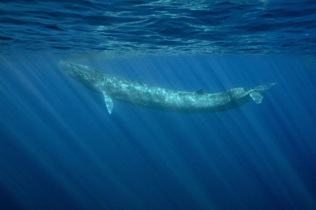 Większość zagrożeń, z jakimi zmagają się wieloryby, jest spowodowana destrukcyjną dla środowiska działalnością człowieka. Na wieloryby poluje się komercyjnie obecnie w trzech krajach, w tym w Japonii
