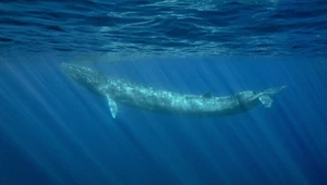 Japończycy chcą polować na kolejne wieloryby. Finwale są zagrożone