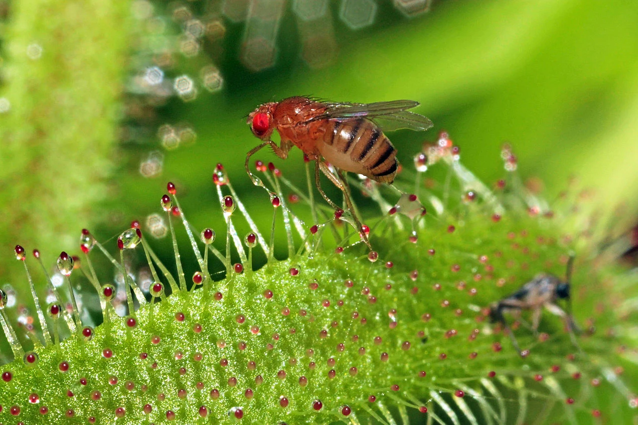 Muszki owocówki to nie szkodniki, ale pożyteczne owady. Miały też duży "wkład" w rozwój nauki na świecie Muszki owocówki to nie szkodniki, ale pożyteczne owady. Miały też duży "wkład" w rozwój nauki na świecie