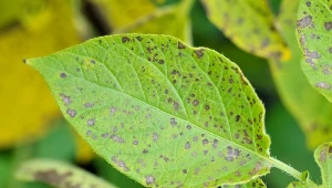 Jak walczyć z chorobą liści?