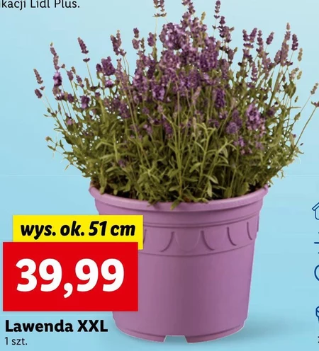 Lawenda