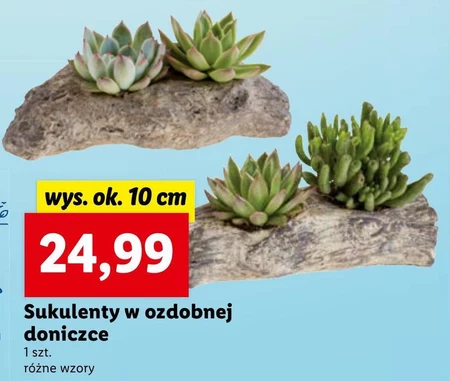 Sukulent