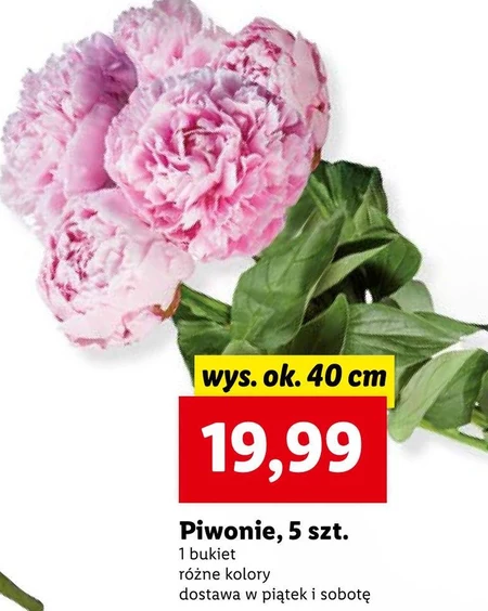 Piwonia
