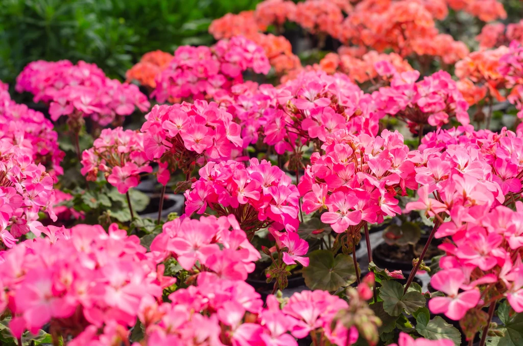 Poznaj sposoby na bujne pelargonie