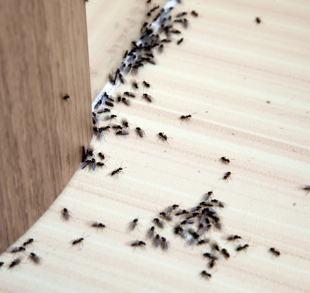 Jakie są domowe sposoby na zwalczanie mrówek z domu?