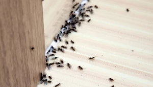 Pewny sposób na mrówki w domu. Odrażający zapach, który je przepędzi