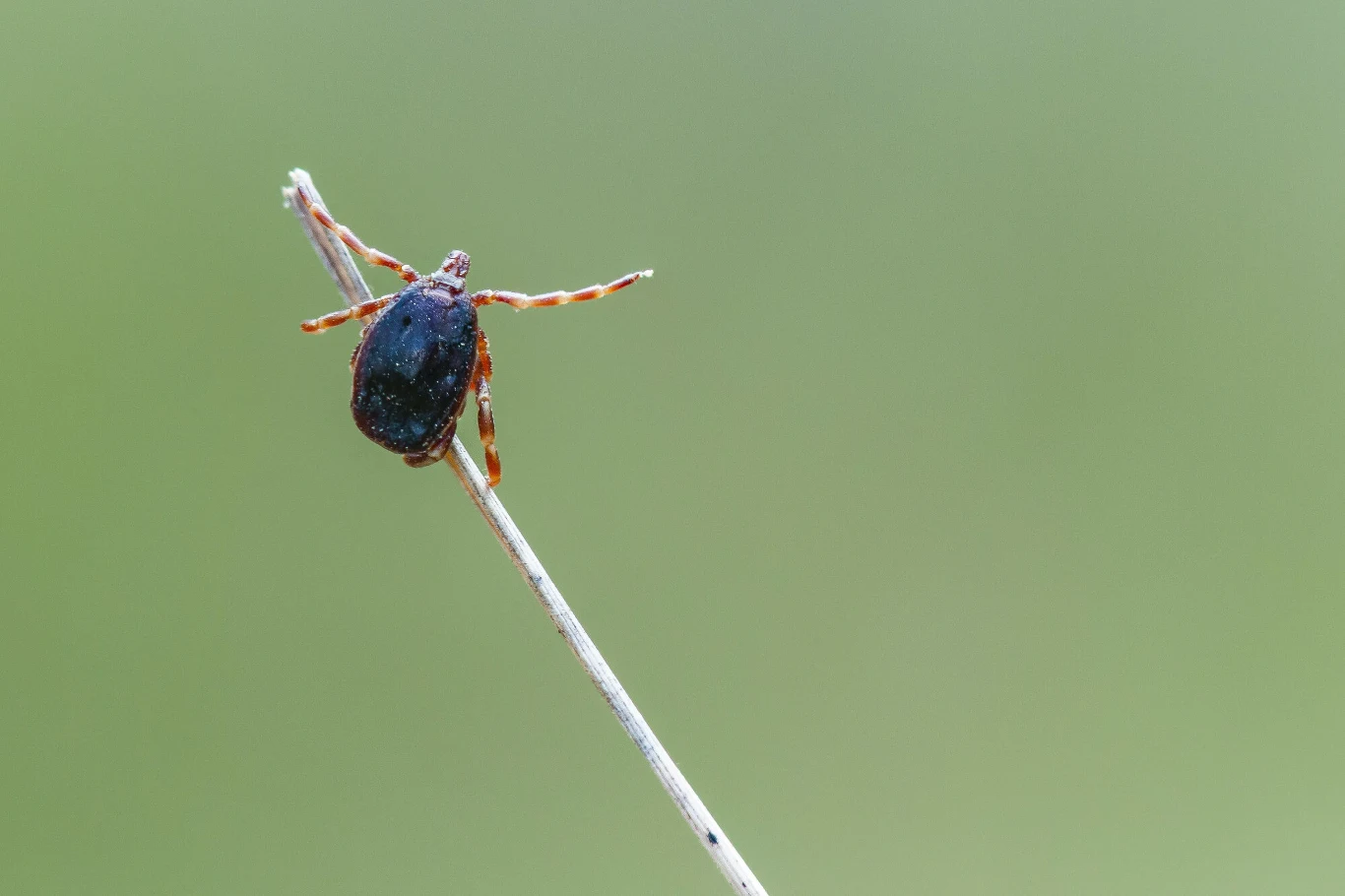 Charakterystycznie pręgowane odnóża kleszcza wędrownego sfotografowanego podczas czatowania na ofiarę we Francji