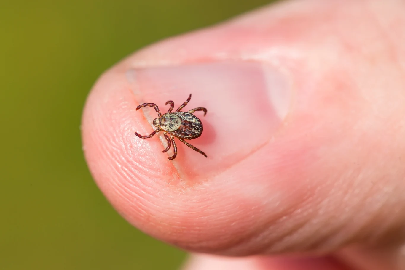 Kleszcz z gatunku Dermacentor marginatus, który nadciąga z zachodniej Europy e Kleszcz z gatunku Dermacentor marginatus, który nadciąga z zachodniej Europy e