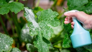 Nie wiesz, jak pozbyć się mączniaka? Sięgnij po ten naturalny olej 